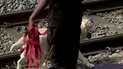 ഒരു കോടിയും 300 പവനും കവർന്ന സംഭവം; പൊലീസ് നായ മണം പിടിച്ച് റെയിൽവേ പാളത്തിൽ, പരിശോധന തുടരുന്നു