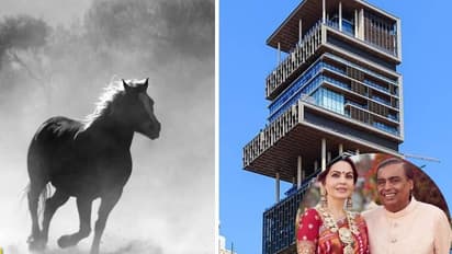 அம்பானியின் ரூ.15000 கோடி வீட்டிற்கு டஃப் கொடுக்கும் உலகின் மிகவும் விலை உயர்ந்த குதிரை இதுதான்!