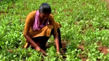 కలం పట్టాల్సిన చేతులతో కలుపుతీత : కూలీగా మారిన తెలుగింటి చదువులతల్లి దీన గాధ