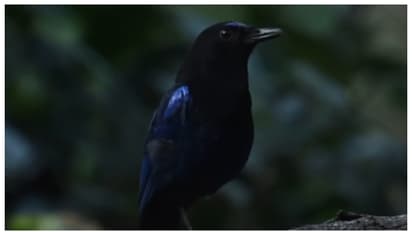 കേട്ടിട്ടുണ്ടോ 'സ്കൂൾ വിദ്യാർത്ഥിയുടെ ചൂളംവിളി'; മലബാർ വിസ്ലിംഗ് ത്രഷിന്റെ ചൂളം വിളിയിൽ സോഷ്യൽ മീഡിയ