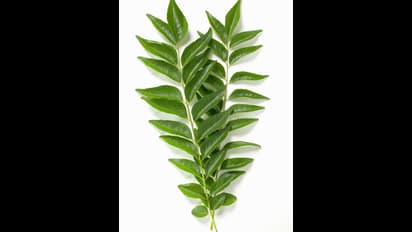 ఈ ఒక్క ఆకుతో బీపీ, షుగర్, కొలెస్ట్రాల్ అన్నీ కంట్రోల్ అవుతాయి