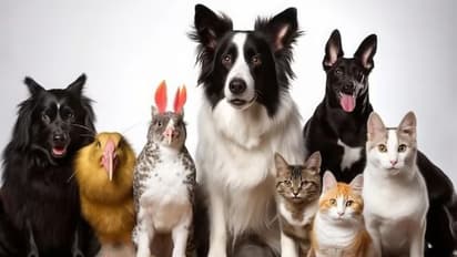 ಭಾರತದಲ್ಲಿ ಈ ಪ್ರಾಣಿ-ಪಕ್ಷಿಗಳನ್ನು ಮನೆಯಲ್ಲಿ ಸಾಕುವಂತಿಲ್ಲ, ಇಲ್ಲಿದೆ ಪರಿಷ್ಕೃತ ಪಟ್ಟಿ!