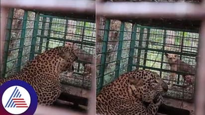 ಬೆಂಗಳೂರು ಹೊರವಲಯ ನೆಲಮಂಗಲ ಸುತ್ತಮುತ್ತ 3 ದಿನಗಳಲ್ಲಿ 3 ಚಿರತೆ ಸೆರೆ!