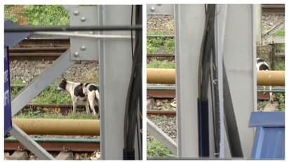 റെയിൽവേ സ്റ്റേഷനിൽ യാത്രക്കാരെ പിന്തുടർന്ന് ആക്രമിച്ച് തെരുവുനായ; 18 പേർക്ക് കടിയേറ്റു; സംഭവം കണ്ണൂരില്