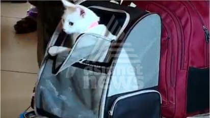 ദോഹയിൽ നിന്ന് പറന്നുയര്‍ന്ന കൊച്ചിയിലേക്കുള്ള വിമാനം; സീറ്റിൽ ഗമ കുറയ്ക്കാതെ 'പൂച്ച സെര്‍', കേരളത്തിൽ ആദ്യം