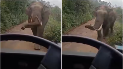 പടയപ്പയ്ക്ക് മുന്നിൽ കുട്ടികളുമായെത്തിയ സ്കൂൾ ബസ്; ആന പാഞ്ഞടുത്തു, കുട്ടികൾ രക്ഷപ്പെട്ടത് തലനാരിഴയ്ക്ക്