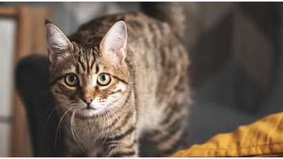 UP SHOCKER! Woman, her friends kill cat, set it on fire for 'bringing bad luck' by crossing their path