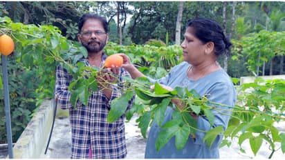600 രൂപക്ക് വാങ്ങിയ ഗാഗ് ഫ്രൂട്ട്, കഴിച്ചില്ല, വിത്ത് മുളപ്പിച്ച് ഹരിദാസ്! മട്ടുപ്പാവിൽ 'സ്വര്ഗത്തിലെ കനി'