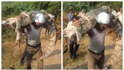 मनुष्य चोळ्यावरून महाकाय मगर नेतोय: वनविभागावर टीका