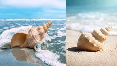 ঘরে অবশ্যই রাখুন এই ধরণের শঙ্খ, মিলবে সুফল! জেনে নিন এটি রাখার নিয়ম ও উপকারিতা