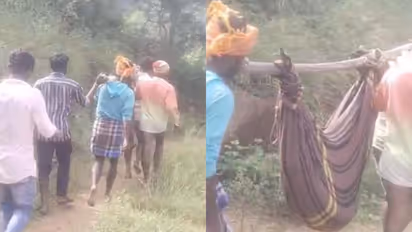 റോഡില്ല, പാമ്പുകടിയേറ്റ 13 കാരിയെ കമ്പിൽ കെട്ടി ചുമന്നത് 8 കിലോമീറ്റർ; ആശുപത്രിയിലെത്തും മുമ്പ് ദാരുണാന്ത്യം