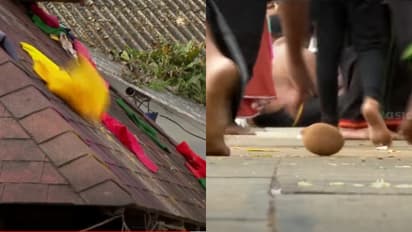 മാളികപ്പുറത്തെ തേങ്ങ ഉരുട്ടലും മഞ്ഞൾപ്പൊടി വിതറലും; അനാചാരങ്ങൾ നിരോധിക്കുമെന്ന് ദേവസ്വം ബോർഡ്