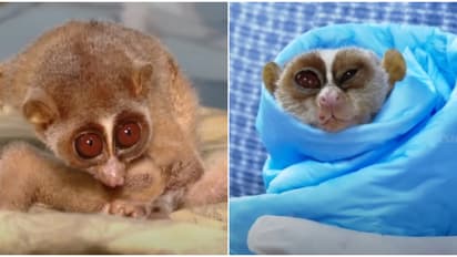 ഉണ്ടക്കണ്ണ് മിഴിച്ച് പേടിച്ചരണ്ട കുഞ്ഞൻ രോഗി; പരിക്കേറ്റ കുട്ടിത്തേവാങ്കിന് കണ്ണൂർ മൃഗാശുപത്രിയിൽ ചികിത്സ നൽകി