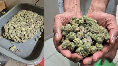 17 ബാഗുകളുമായി കൊച്ചിയിൽ പറന്നിറങ്ങി കോഴിക്കോട് സ്വദേശി, പിന്നാലെ പരിശോധന; പിടിച്ചത് 2.25 കോടിയുടെ കഞ്ചാവ്