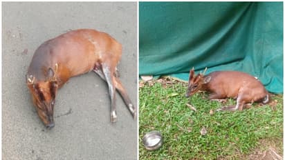 വാഹനം ഇടിച്ച് റോഡിൽ കിടന്നത് മണിക്കൂറുകളോളം,വിവരമറിയിച്ചിട്ടും ആരുമെത്തിയില്ല; വനംവകുപ്പ് അനാസ്ഥ, കേഴമാൻ ചത്തു