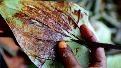 ഓടുന്ന എസി ബസിൽ നിന്ന് മുറുക്കാൻ തുപ്പാൻ ശ്രമം, ഉത്തർപ്രദേശിൽ 45കാരന് ദാരുണാന്ത്യം