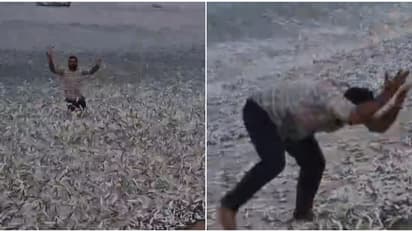 കൂയ്... ഓടിവായോ... തീരത്ത് പറക്കണത് കണ്ടാ, മക്കളെ പെട്ടിയിൽ വാരിയിട്ട് കോരെടാ; ചാവക്കാട് വീണ്ടും ചാകര