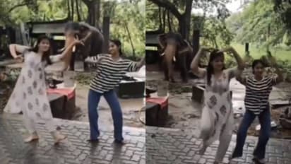 ആന ഭരതനാട്യം കളിക്കുമോ? വീഡിയോ ഷെയർ ചെയ്യും മുമ്പ് സത്യമറിയണം, വ്യക്തമാക്കി ഐഎഫ്‍എസ് ഓഫീസർ