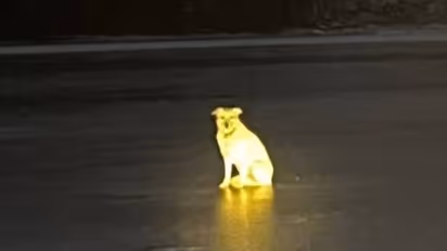 വിശ്വസിക്കില്ല പക്ഷേ സത്യമാണ്; ബെല്‍ക്ക മടങ്ങിയില്ല, തണുത്തുറഞ്ഞ നദിയിൽ നിന്നും ഉടമ കയറിവരുന്നതും കാത്തിരുന്നു