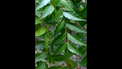 వేపాకులు కలిపిన నీళ్లతో స్నానం చేస్తే ఏమౌతుందో తెలుసా?