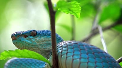 ಚೈನೀಸ್ ಹೊಸ ವರ್ಷವೂ ಪ್ರಾರಂಭ ಆಗ್ತಾ ಇದೆ! ʼಹಾವಿನ ವರ್ಷʼದಲ್ಲಿ ನಿಮ್ಮ ಭವಿಷ್ಯ ಹೀಗಿರುತ್ತೆ ನೋಡಿ