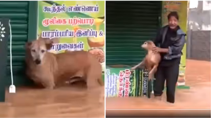 Puducherry floods: Dog stuck in rising waters rescued; heartwarming video goes viral (WATCH)