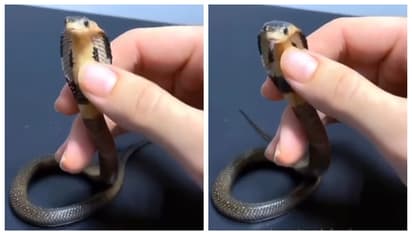 'മൂർഖന്‍ കുഞ്ഞിനെ താലോലിക്കുന്ന കൈകള്‍'; കൂഞ്ഞൂട്ടന്‍ വിളിയുമായി മലയാളികളും, വൈറല്‍ വീഡിയോ  