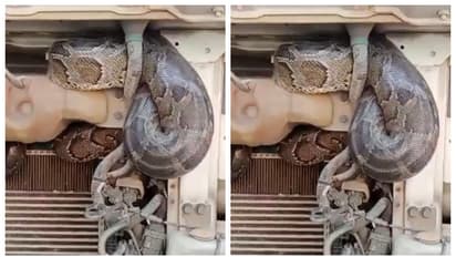 യുപിയില്‍ നിന്നും ബീഹാറിലേക്ക്; കൂറ്റന്‍ പെരുമ്പാമ്പിന്‍റെ ട്രക്ക് യാത്രാ വീഡിയോ വൈറൽ