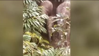 ഏലത്തോട്ടത്തിൽ ഭീതി പരത്തി കാട്ടാനക്കൂട്ടമിറങ്ങി, തൊഴിലാളികൾ രക്ഷപ്പെട്ടത് മരത്തിന് മുകളിൽ കയറി