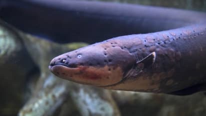 കണ്ടാലുടന്‍ സ്ഥലം വിട്ടോണം,  ജീവൻ വരെ അപകടത്തിലാക്കും, ലോകത്തിലെ ഏറ്റവും അപകടകാരികളായ മത്സ്യങ്ങൾ 