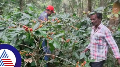 ಫೆಂಗಲ್ ಎಫೆಕ್ಟ್ ಕೊಡಗು ಜಿಲ್ಲೆಯಾದ್ಯಂತ ಜಿಟಿಜಿಟಿ ಮಳೆ ; ಆತಂಕದಲ್ಲಿ ಕಾಫಿ ಬೆಳೆಗಾರರು! 