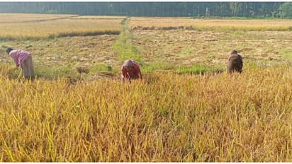അപ്രതീക്ഷിത മഴയിൽ പാടങ്ങൾ മുങ്ങി; കൊയ്ത് കൂട്ടിയ നെല്കറ്റകൾ വെള്ളത്തിലായി, വയനാട്ടിലെ കര്ഷകര് ദുരിതത്തിൽ