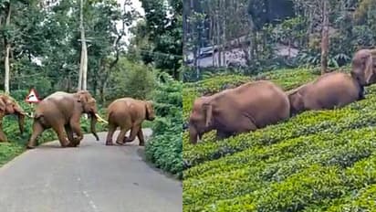 അധികാരികളെ കാണുന്നില്ലേ...? സ്വൈര്യ ജീവിതം തകര്‍ത്ത് കാട്ടാനകള്‍; പുതിയപാടിയിലും പാടിവയലിലും ജനം ദുരിതത്തിൽ