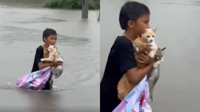 എഴുന്നേറ്റുനിന്നേ, ഇനി കയ്യടിക്കാം, കണ്ണ് നിറഞ്ഞു മനസും; വെള്ളത്തില്‍ പൂച്ചക്കു‍ഞ്ഞുങ്ങൾ, രക്ഷകനായി കുട്ടി
