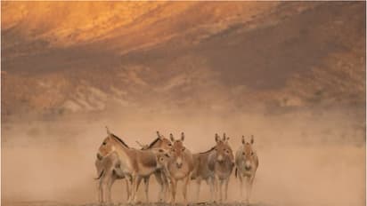 1900കളില് അപ്രത്യക്ഷമായി; ഒരു നൂറ്റാണ്ടിലേറെ പിന്നിട്ട് വീണ്ടും മണലാരണ്യങ്ങളിലേക്ക് തിരികെയെത്തി ഓണഗര്