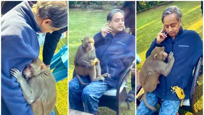Monkey hugs Shashi Tharoor, dozes off on his lap in heartwarming encounter; see viral pics