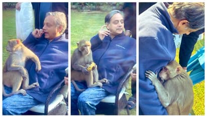 ശശി തരൂരിന്‍റെ മടിയിൽ ഇരുന്ന് പഴം കഴിച്ച ശേഷം ഉറങ്ങുന്ന കുരങ്ങൻ; ഇതുപോലൊന്ന് കണ്ടിട്ടില്ലെന്ന് സോഷ്യൽ മീഡിയ 