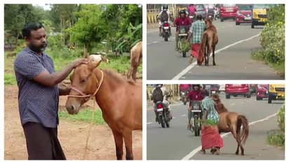 എംസി റോഡിൽ മദ്യപിച്ച് ലക്കുകെട്ട് കുതിരയുമായി നോട്ടക്കാരൻ; സങ്കടം തോന്നിയെന്ന് വിറ്റയാൾ; കുതിരയെ തിരികെ വാങ്ങി
