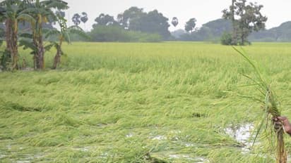 தமிழகத்தில் 10 மாவட்டங்களில் கனமழை, 4 மாவட்டங்களுக்கு மஞ்சள் எச்சரிக்கை - வானிலை மையம் அலர்ட்