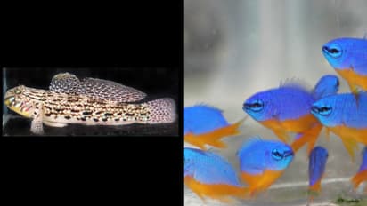 ഈ 'കടൽ സുന്ദരികളെ' ഇനി കൃത്രിമ പ്രജനനം നടത്താം; അലങ്കാര മത്സ്യങ്ങളുടെ വിത്തുൽപാദനം സാധ്യമാക്കി സിഎംഎഫ്ആർഐ