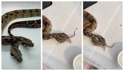 ഒരു എലിക്ക് വേണ്ടി യുദ്ധം ചെയ്യുന്ന 'ഇരുതല'യുള്ള പാമ്പ്; കണ്ണുതള്ളി സോഷ്യല്‍ മീഡിയ 