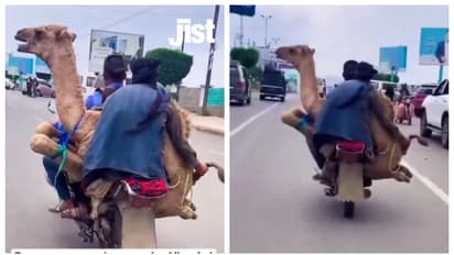 'ഇത് ക്രൂരത, അറസ്റ്റ് ചെയ്യണം'; ഒട്ടകവുമായി ബൈക്കിൽ പോകുന്ന യുവാക്കളുടെ വീഡിയോ കണ്ട് അന്തംവിട്ട് സോഷ്യൽ മീഡിയ 