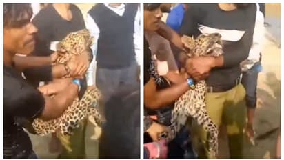 ആരാണ് കൂടുതൽ ക്രൂരന്‍? പുള്ളിപ്പുലിയുടെ കഴുത്തിന് കുത്തിപ്പിടിച്ച് പിടിച്ച ഒരു കൂട്ടം മനുഷ്യരുടെ വീഡിയോ വൈറൽ 