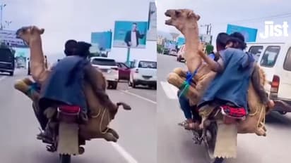 ಬೈಕ್‌ನಲ್ಲಿ ಕೋಳಿ, ಕುರಿಯಲ್ಲ, ಬೃಹತ್ ಒಂಟೆಯನ್ನೇ ಸಾಗಾಟ ಮಾಡಿದ ಮಹಾನ್ ಪರಾ'ಕ್ರಿಮಿಗಳು'!