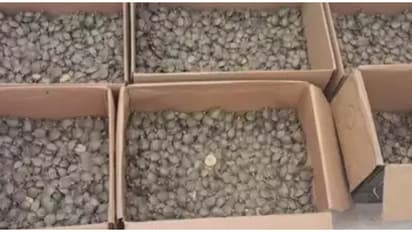 ബോക്സിലെ 'രഹസ്യം' അറിയാത്ത പോലെ ഭാവിച്ചു; ആശ്വാസത്തോടെ 2 പേരും എയർപോർട്ടിൽ നിന്നിറങ്ങി, ഒടുവിൽ ട്വിസ്റ്റ്