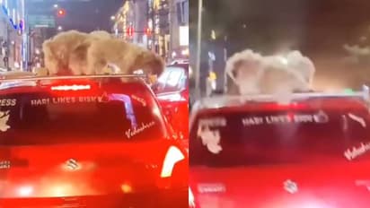 ഇത്രയും ബോധമില്ലാത്ത മനുഷ്യരോ; കാറിന്റെ മുകളില് നായകൾ, രോഷമുയർത്തി വീഡിയോ