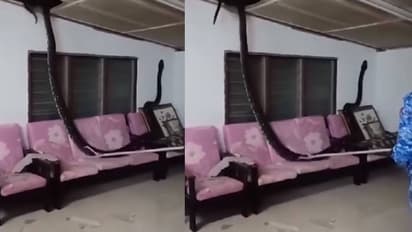 80 കിലോ ഭാരം, എണ്ണപ്പനയില്‍ നിന്നും വീടിനകത്തേക്ക്, കൂറ്റൻ പെരുമ്പാമ്പിനെ കണ്ട് ഞെട്ടി വീട്ടുകാര്‍