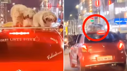 Viral video: Bengaluru man drives around with pet dogs on car roof, arrested (WATCH)