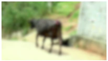 മൂന്നാറിൽ മേയാൻ വിട്ട പശുവിനെ ആക്രമിച്ച് കടുവ; പ്രദേശത്ത് വന്യജീവി ശല്യം രൂക്ഷമെന്ന് നാട്ടുകാർ