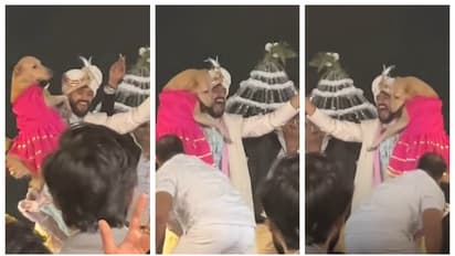 വിവാഹ ഘോഷയാത്രയ്ക്കിടെ പ്രിയപ്പെട്ട വളര്ത്തുനായയുമായി വരന്റെ നൃത്തം; വീഡിയോ ഏറ്റെടുത്ത് സോഷ്യൽ മീഡിയ